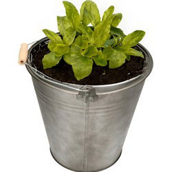 Mega Collections Emmer/plantenpot - zink - donkergrijs - D28 x H27 cm - IJzeren emmer / teil