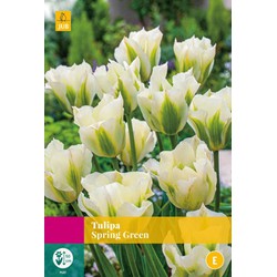 Tulipa Spring Green