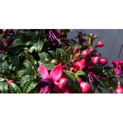 Fuchsia in grote pot donker roze varianten - Warentuin Natuurlijk