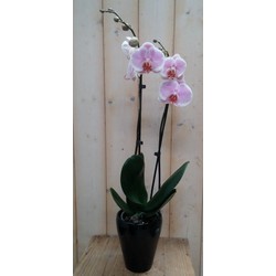 Orchidee Phalaenopsis in zwart potje Waterntuin Natuurlijk
