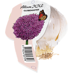 Allium XXL Globemaster Organza met etiket bloembollen