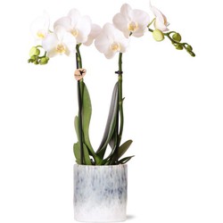 Kolibri Orchids | witte Phalaenopsis orchidee – Amabilis + Sky pot – potmaat Ø9cm – 40cm hoog | bloeiende kamerplant in bloempot - vers van de kweker