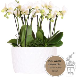 Kolibri Orchids | witte plantenset in Honey dish incl. waterreservoir | drie witte orchideeën Amabilis 9cm en drie groene planten | Jungle Bouquet wit met zelfvoorzienend waterreservoir