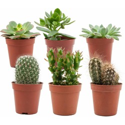 ZynesFlora - Mini Cactussen/Succulenten Mix - 6 Stuks - Ø 5,5 cm - Hoogte: 5-10 cm - Cactus - Vetplant - Kamerplant