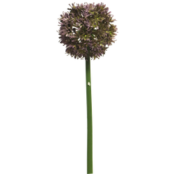 Allium Natasja aubergine 60cm - Nova Nature
