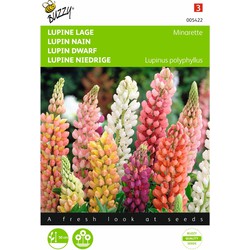 2 stuks - Lupinus polyphyllus Russel s Minarette Gemengd