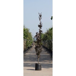 Rode zuilbeuk Fagus sylvatica Dawyck Purple h 350 cm st. h 30 cm - Warentuin Natuurlijk