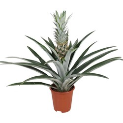 Ananas comosus - Anti-snurkplant - Pot 14cm - Hoogte 45-55cm