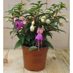 3 stuks! Fuchsia donker roze tinten