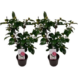 Camellia japonica 'Bonomiana' - Set de 2 - Japanse roos - ⌀15cm - Hoogte 50-60cm