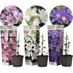 Clematis - Mix van 3 - Tuinplanten - Klimplant - Pot 9cm - Hoogte 25-40cm