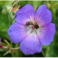 5 stuks - Geranium Rozanne