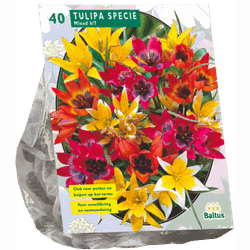 2 stuks - Tulipa Specie mix per 40