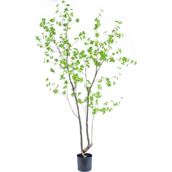 Hoyz Greenery - Kunstplant Enkianthus 210 cm