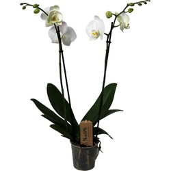 Phalaenopsis - Orchidee Wit - Pot 12cm - Hoogte 50-60cm