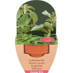 2 Zaailingkits van STEVIA met terracotta pot