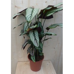 Calathea Whitestar Pauwenplant wit blad 60 cm - Warentuin Natuurlijk