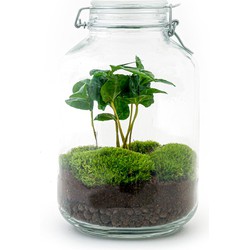 URBANJNGL - Planten terrarium • Jar Coffea Arabica • Ecosysteem met plant • ↑ 28 cm • DIY