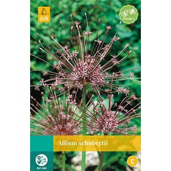 3 stuks - Allium schubertii 2 bollen