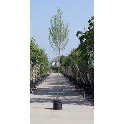 Witte wilg Salix alba h 450 cm st. omtrek 16 cm