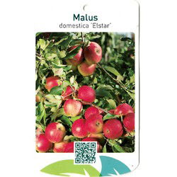 Malus Domestica Elstar