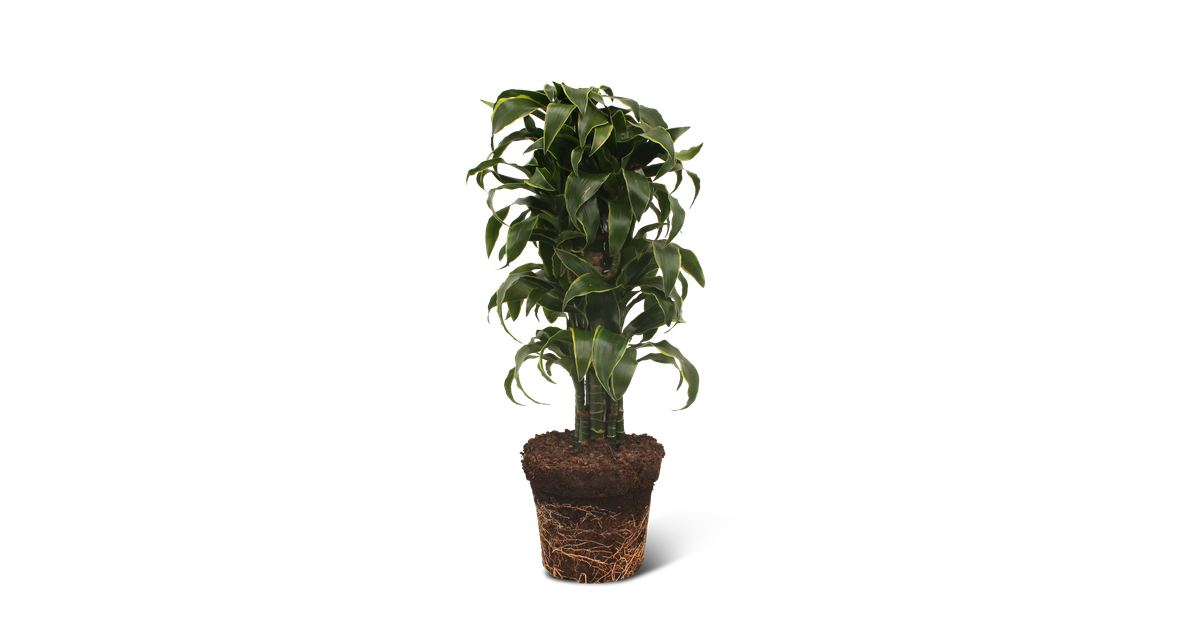 We Love Plants - Dracaena El Dorado - 100 cm hoog - Grote kamerplant