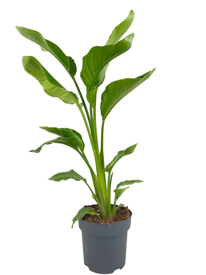 ZynesFlora - Strelitzia Nicolai - Paradijsvogelplant - Kamerplant in pot - Ø 19 cm - Hoogte: 70 - 80 cm - Plant - Kamerplant - 
