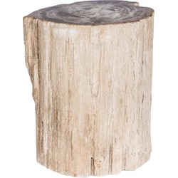 Petrified Wood - 25.0 x 25.0 x 35.0 cm