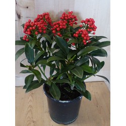 Skimmia met bes 30 cm