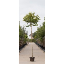 Bol plataan Platanus hispanica Alphens Globe h 270 cm st. omtrek 12 cm st. h 220 cm