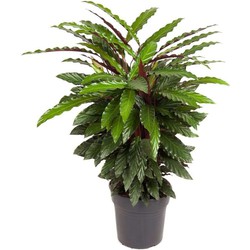 Calathea Wavestar XL - Pauwenplant, gebedsplant - ⌀27cm - Hoogte 85-95cm