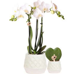 Planten set Bohemian white | Set met witte Phalaenopsis Orchidee en Hoya Kerrii incl. keramieken sierpotten - Potmaat Ø6-9cm