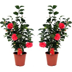 Camellia Japonica - Set van 2 - Japanse Roos - Plant - Pot 19cm - Hoogte 60-70cm