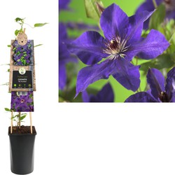 3 stuks - Klimplant Clematis The President 75 cm - Van der Starre