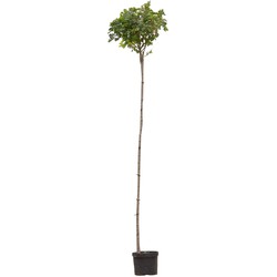 Bol veldesdoorn 220 cm stamhoogte Acer campestre Nanum 262,5 cm