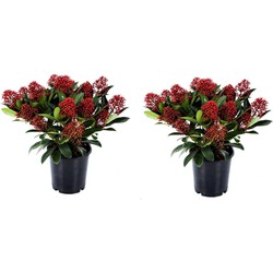 Skimmia japonica 'Rubella' - Set van 2 - Pot 15cm - Hoogte 35-45cm