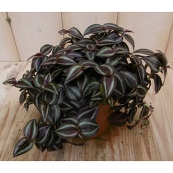 2 stuks! Tradescantia Zebrina