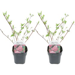 Deutzia x hybrida 'Strawberry Fields' - Set van 2 - Pot 17cm - Hoogte 25-40cm