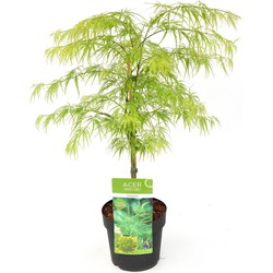 Hello Plants Acer Palmatum Dissectum Japanse Esdoorn - Struik, Sierheester - Ø 19 cm - Hoogte: 40 cm