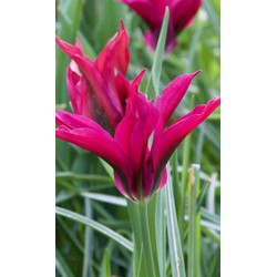 Tulipa doll's minuet