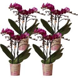 Kolibri Orchids | COMBI DEAL van 4 paarse phalaenopsis orchideeën - Morelia - potmaat Ø9cm | bloeiende kamerplant - vers van de kweker