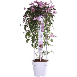 Hello Plants Clematis Montana Fincent Bosrank - Klimplant - Ø 23 cm - Hoogte: 75 cm