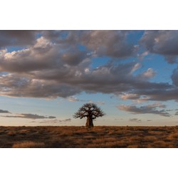 Vliesbehang - Baobab boom - Fotobehang - 300x250cm - House of Fetch