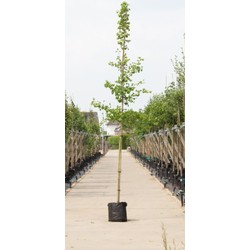 Japanse notenboom Ginkgo biloba h 450 cm st. omtrek 16 cm