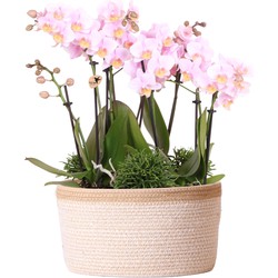 Kolibri Orchids | Complete plantenset in Cotton Dish wit | Groene planten met roze Phalaenopsis orchideeën en Rhipsalis in rieten schaal Ø30cm
