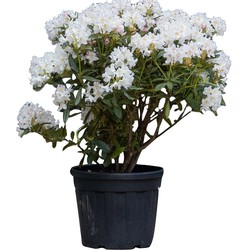 Rhododendron Cunninghams White Rhododendron Cunningham s White 85 cm - Warentuin Natuurlijk