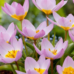 Tulipa bakeri Lilac Wonder - Tulpenbollen x100 - Bloembollen