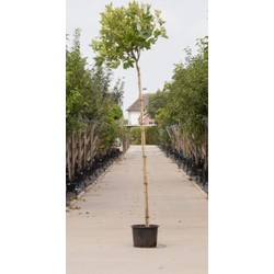 Bol plataan Platanus hispanica Alphens Globe h 270 cm st. omtrek 8 cm st. h 220 cm