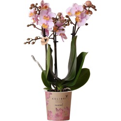 Kolibri Orchids | Roze phalaenopsis orchidee - Andorra - potmaat Ø9cm | bloeiende kamerplant - vers van de kweker