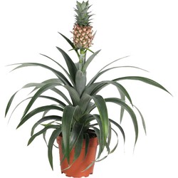 Ananasplant 'Mi Amigo' - Kamerplant - Pot 12cm - Hoogte 35-45cm